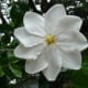 African Gardenia