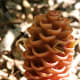 Pine Cone Ginger - Used in Both Lei Making and Flower Arranging