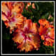 hawaiiflowers