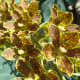 hawaiiflowers