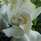 White Gardenia Bud in Bloom