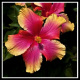 hawaiiflowers