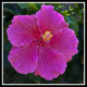 hawaiiflowers
