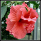 hawaiiflowers