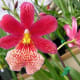 hawaiiflowers