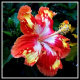 hawaiiflowers