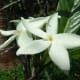 Hairy Gardenia