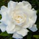 Double Common Gardenia in Full Bloom