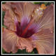 hawaiiflowers