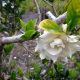 Common Double Gardenia