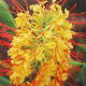 Hawaiian Kahili Ginger Plant