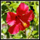 hawaiiflowers