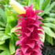 Pink Candy Ginger - Used in Both Lei Making and Flower Arranging