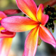 hawaiiflowers