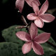 hawaiiflowers