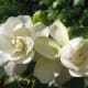 Two Gardenia Blossoms