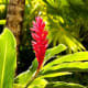 Red Ginger - Used in Flower Arranging