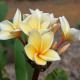 hawaiiflowers