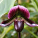 hawaiiflowers