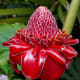Red Torch Ginger - Used in Flower Arranging