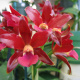 Orchid Garden Near Hilo