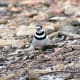 George Killdeer Jr.