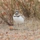 Smudge, a month old killdeer chick.