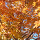 free-seasonal-wallpapers-spring-summer-fall-winter