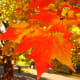 free-seasonal-wallpapers-spring-summer-fall-winter