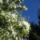 White flowers against a clear blue sky