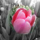 I wanted to highlight the vibrant pink color of the tulip, hence I made the rest of the frame B & W
