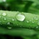 Water droplets on a leaf