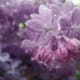 Water droplets on a Lilac