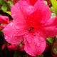 Pink Azalea