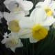 The contrast between the yellow and the white of the daffodils