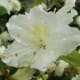 White Azalea