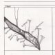 We use notebook pages to sketch dissection labs for science notebooks. These are easy to find and print for each kind of lab we do using blank pages or lab sheets more often than not from DonnaYoung.org.