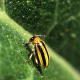 Striped cucumber beetles will destroy your watermelon patch given the chance.