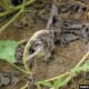 Watch out for downy mildew as it can devastate your watermelon crop.