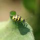 Spotted cucumber beetles are vicious insect predators in watermelon patches.
