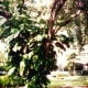 Look at the size of that ivy growing up the tree!