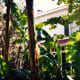 View of Edison home through the tropical foliage
