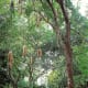 photos-of-the-edison-and-ford-winter-homes-gardens-and-lab-in-fort-myers-florida
