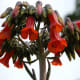 Chandelier plant