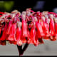all-those-tubular-shaped-flowers