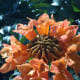 The circular clusters of spathodea flowers