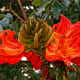 The flower and the claw shaped flower buds