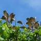the seed pods