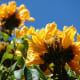 yellow colored spathodea flowers