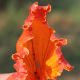 The cup shaped flower